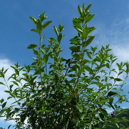 Brandegg Lejlighed *