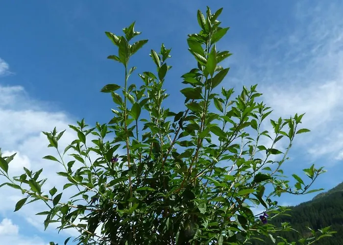 Brandegg Apartment *