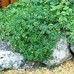 Brandegg Apartman